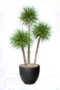 8' Natural Blade Pom Pom in Black Fiberstone Planter