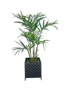 6'  Kentia Palm in Metal Basket Weave Planter