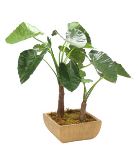 3' Alocasia in Walnut Planter
