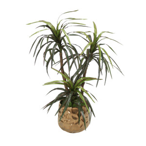 Yucca Tree in Gold Container