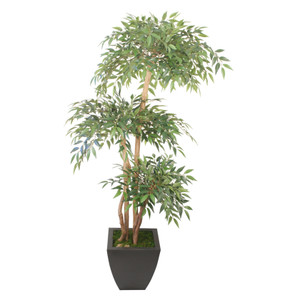 5' Layered Ficus Tree In Square Planter