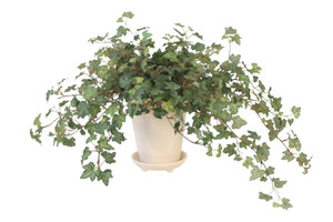 Ivy in White Planter with Saucer