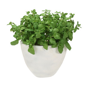 Basil in Oval Planter