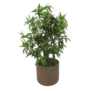 Podocarpus Floor Plant in Chocolate Planter