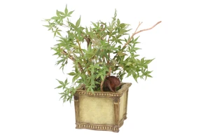 Japanese Maple Small Tree in Square Planter Box