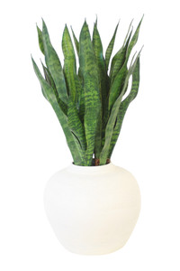 Sanserveria in White Stoneware Planter