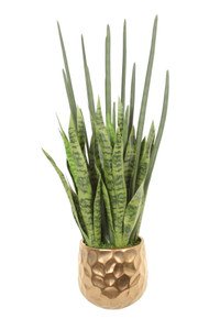 Sanseveria Plants in Gold Gabbi Pot