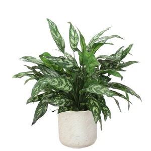 Silver Queen Floor Plant in Grey Planter