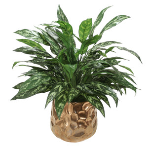 Silver Queen Floor Plant in Gold Planter