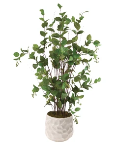 Elm Floor Plant in Large White Gabi Pot