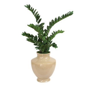 Zz Plant in Shellish Sand Planter