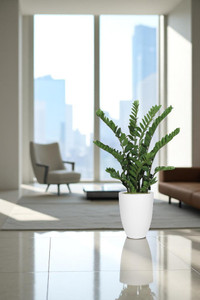 Zz Plant X3 In White Fiberstone Planter