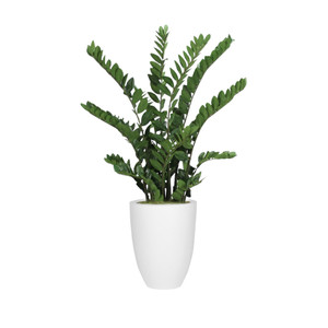 ZZ Plant x3 in White Fiberstone Planter