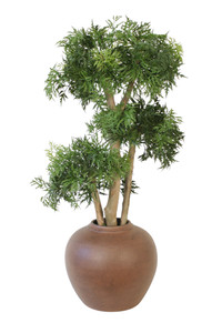Ming Arailia Tree in Floor Planter