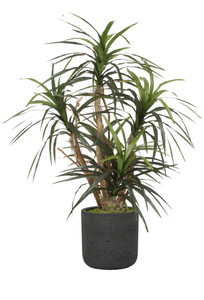 Dracaena Marginata in Gray Stone Charlie Planter