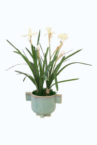 White Paperwhites in Seafoam Planter
