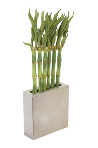 Bamboo in Metal Pewter Planter