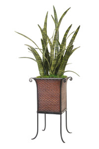 Sanseveria in Metal Stand with Basket Liner