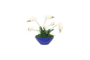 Phalaenopsis Orchid Garden in Blue Pot