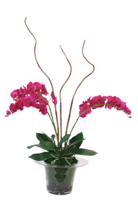Violet Phalaenopsis Orchid In Glass Bucket Vase