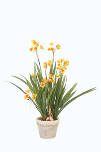 Yellow Narcissus in Small Sone Pot (Set of 2)