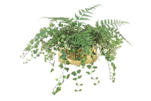 Mini Ivy and Fern in Brass Planter