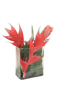 Waterlook Tropical Mix in Tulip Vase
