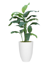 6' Banana Tree in Tall White Planter