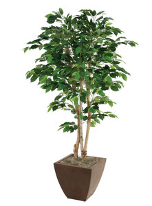 7' Deluxe Ficus Tree in Emery Planter