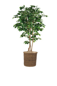 7' Deluxe Ficus Tree in Stained Rolled Rim Basket