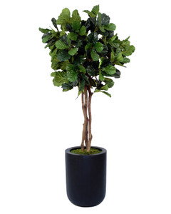 7.5' Fiddle Leaf Tree in Tall Round Black Fiberstone Planter