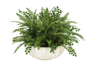 Fern Mixture in Ivory Highland Bowl