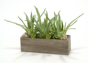 Aloe, Succulents in Rectangle Concrete Box