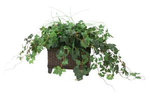 Grass and Grape Ivy in Dark Stained Rectangle Floor Planter