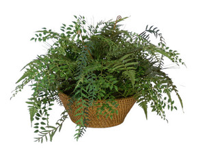 Smilax,Sword Fern, & Pepper Branch Mix in Hapao Basket