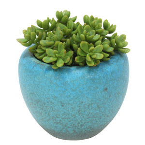 Succulents in Turquoise Pot (Pack 2)
