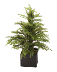 Pine Fir Tree in Brown Box