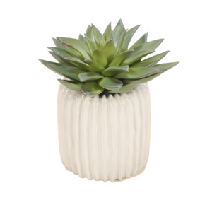 Starburst Succulent in Ribbed Vase