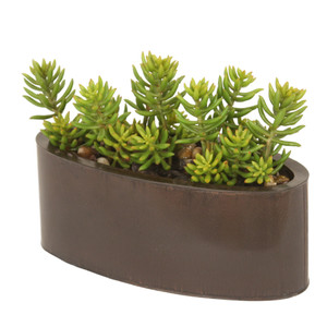 Succulents in Oval Pillow Vase