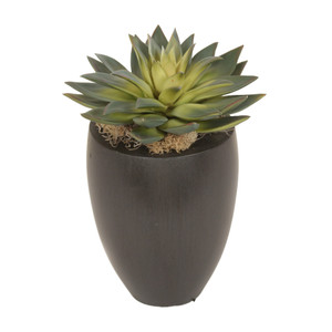 Starburst Succulent in Wood Vase