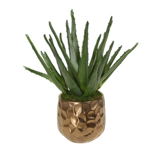 Agave Plant in Gold Planter