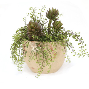 Succulents with Button Fern in Beige Planter