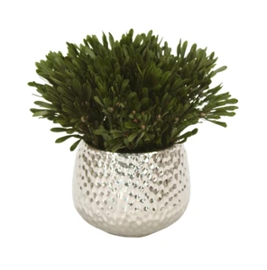 Oasis Green Platys Foliage in Silver Super Nova Planter