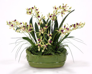 Green Vanda Orchids with Ferns in a Green Glazed Planter