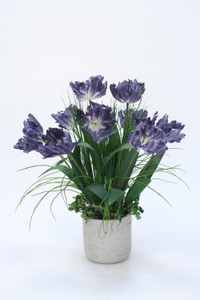 Blue Parrot Tulip in Concrete Planter