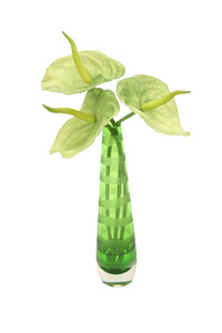Green Anthuriums in Green-Striped Vase