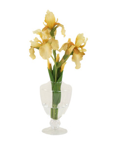 Light Yellow Bearded Iris in Footed Glass Vase