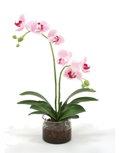 White Purple Phaleanopsis Orchids in Glass Cylinder