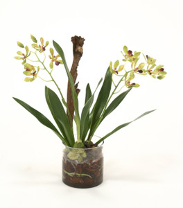 Amethyst Green Vanda Orchid with Plant in Glass Cylinder