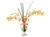 Yellow-Orange Vanda Orchids, Grass in Glass Urn